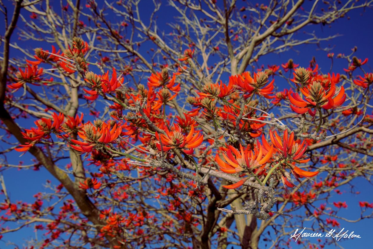 Коралловое дерево эритрина семена