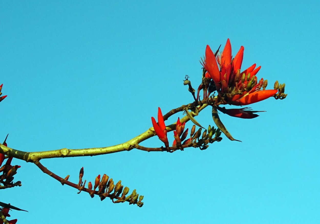 Erythrina lysistemon