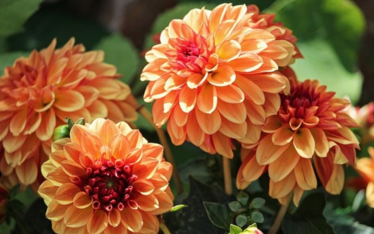 Георгины Мелоди сорта