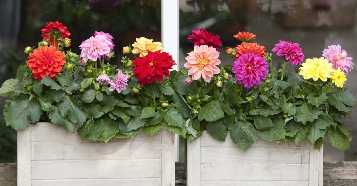 Георгин Гарден куин