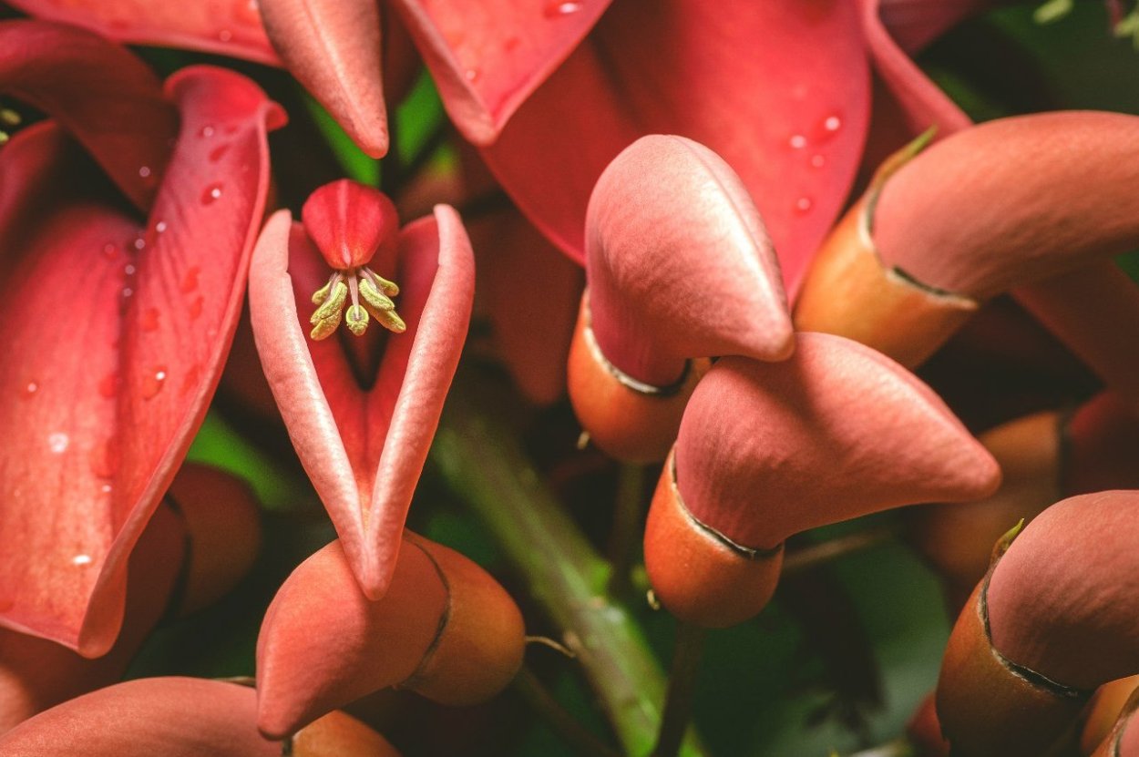 Эритрина коралловое дерево