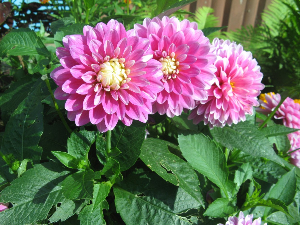 Георгины Фигаро микс