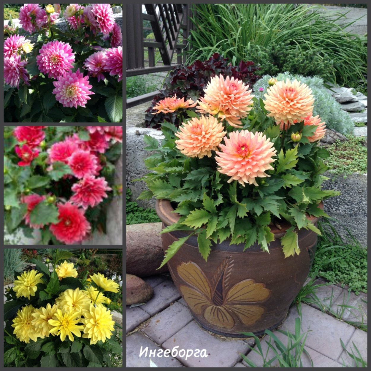 Георгин Фигаро микс