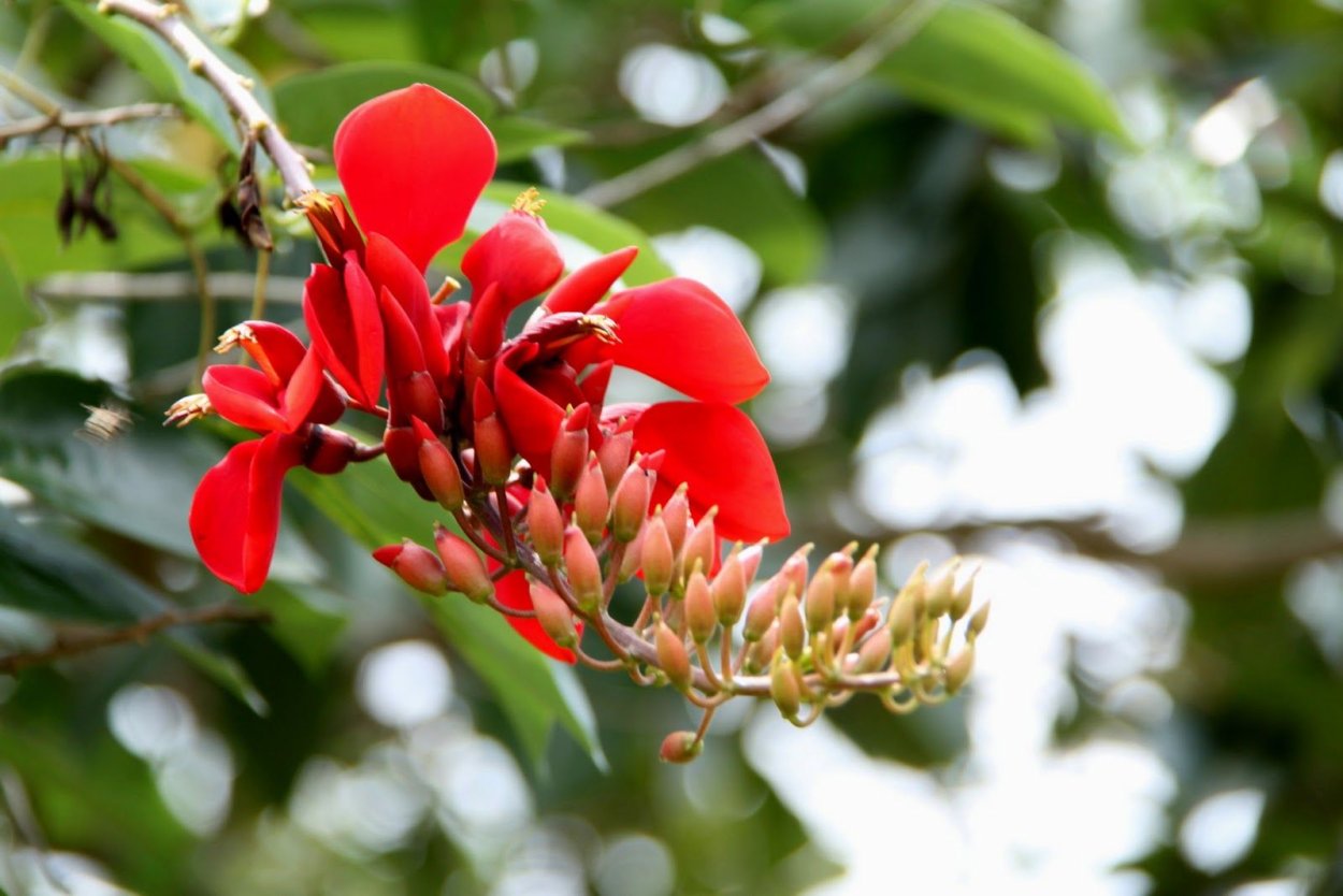 Коралловое дерево эритрина семена