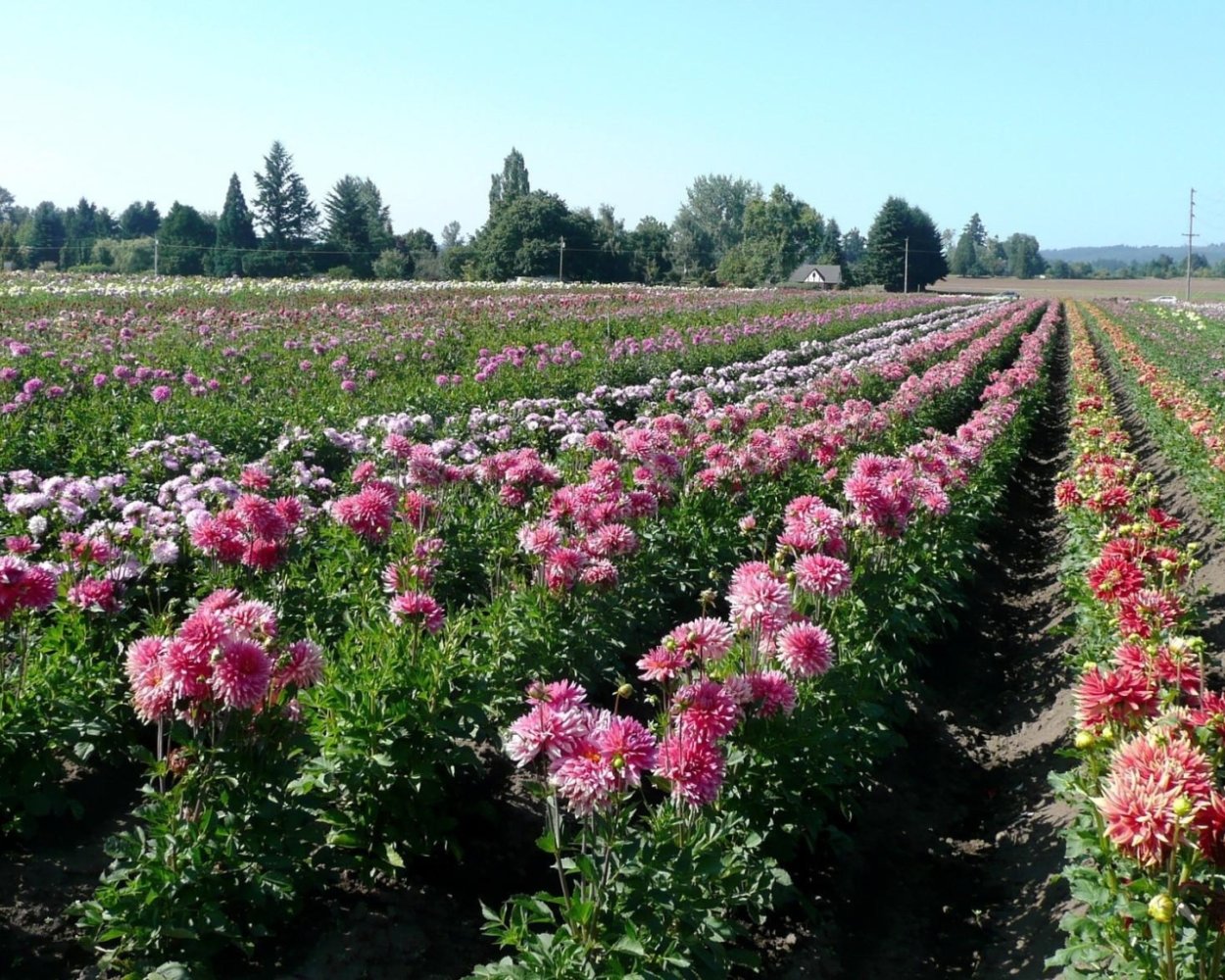 Георгина бордюрная Мелоди