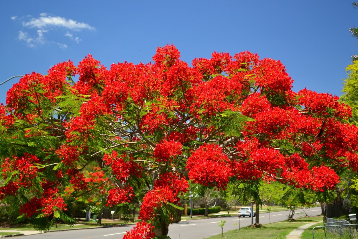 Эритрина дерево