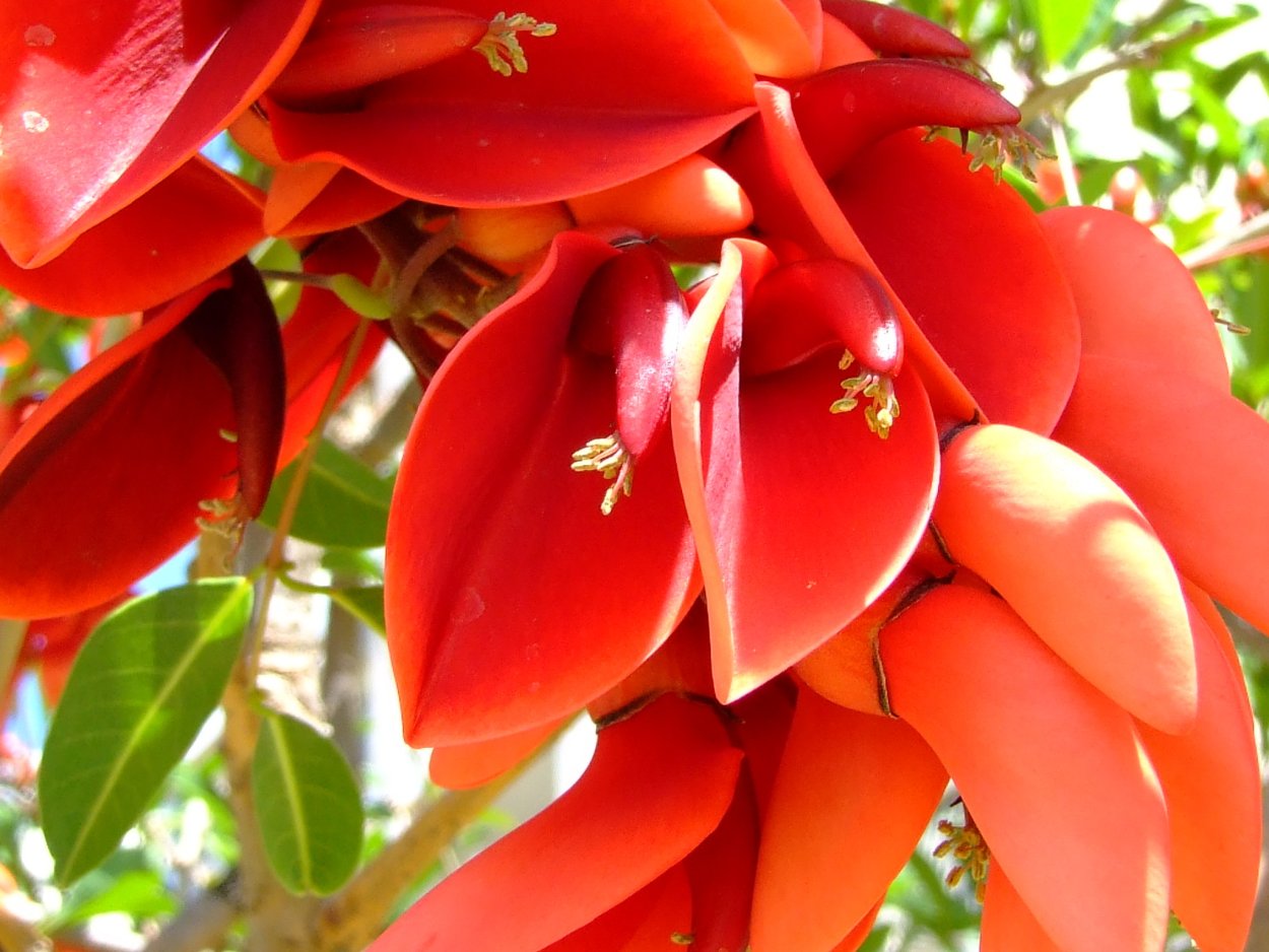 Erythrina coralloides, коралловое дерево