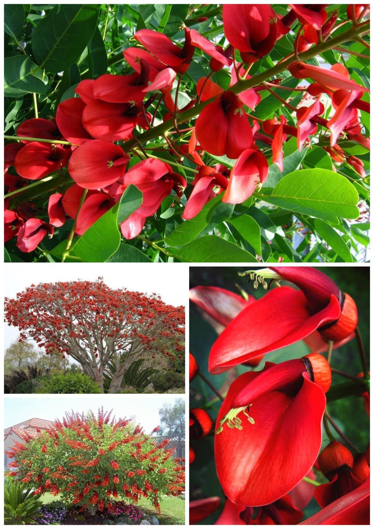 Эритрина колючеплодная