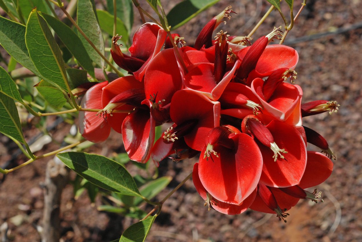 Коралловые растения