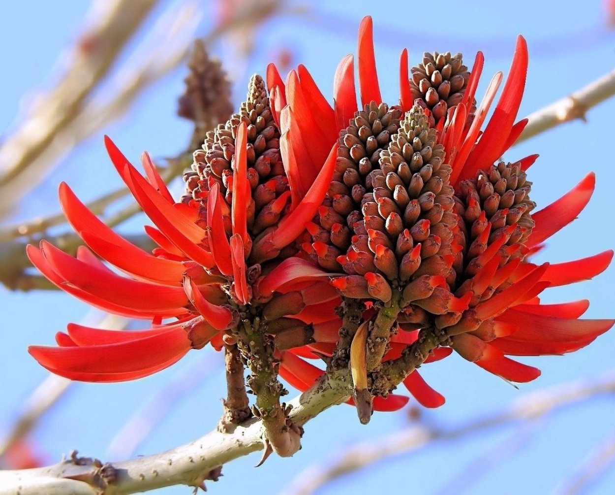 Эритрина Мадагаскарская