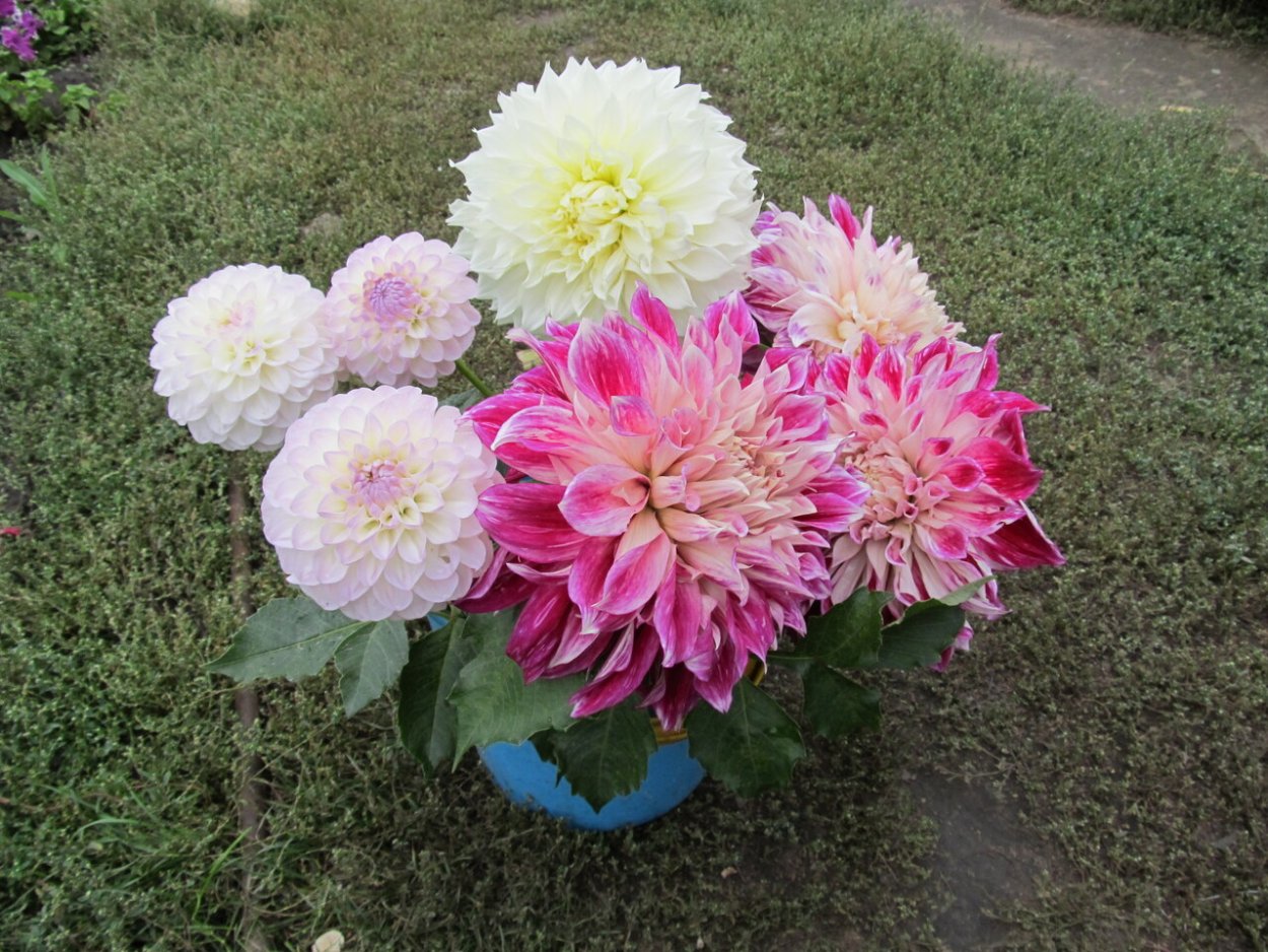 Георгин Extase