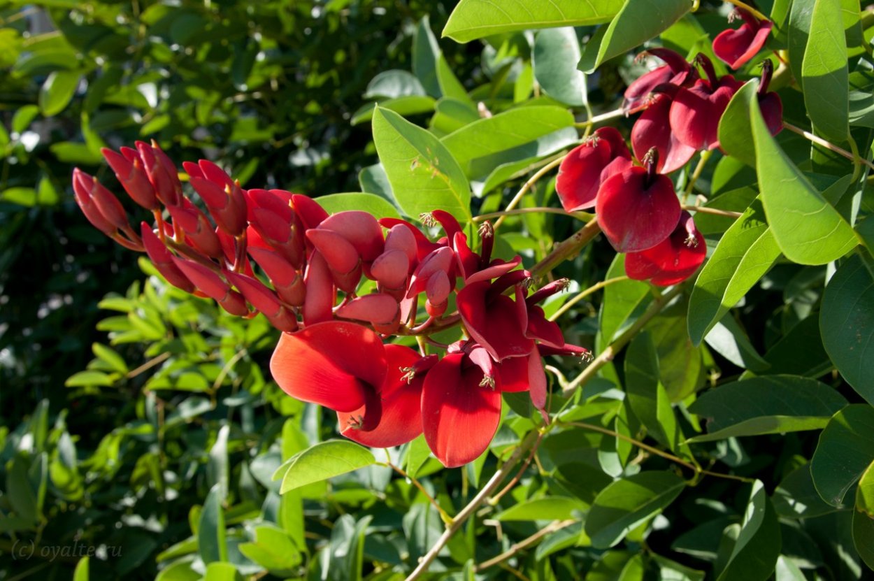 Древесные цветы