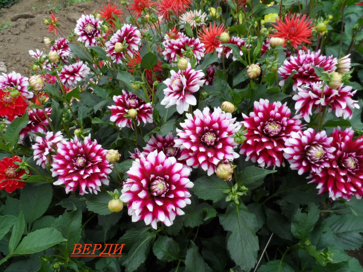 Низкорослые бордюрные георгины многолетние