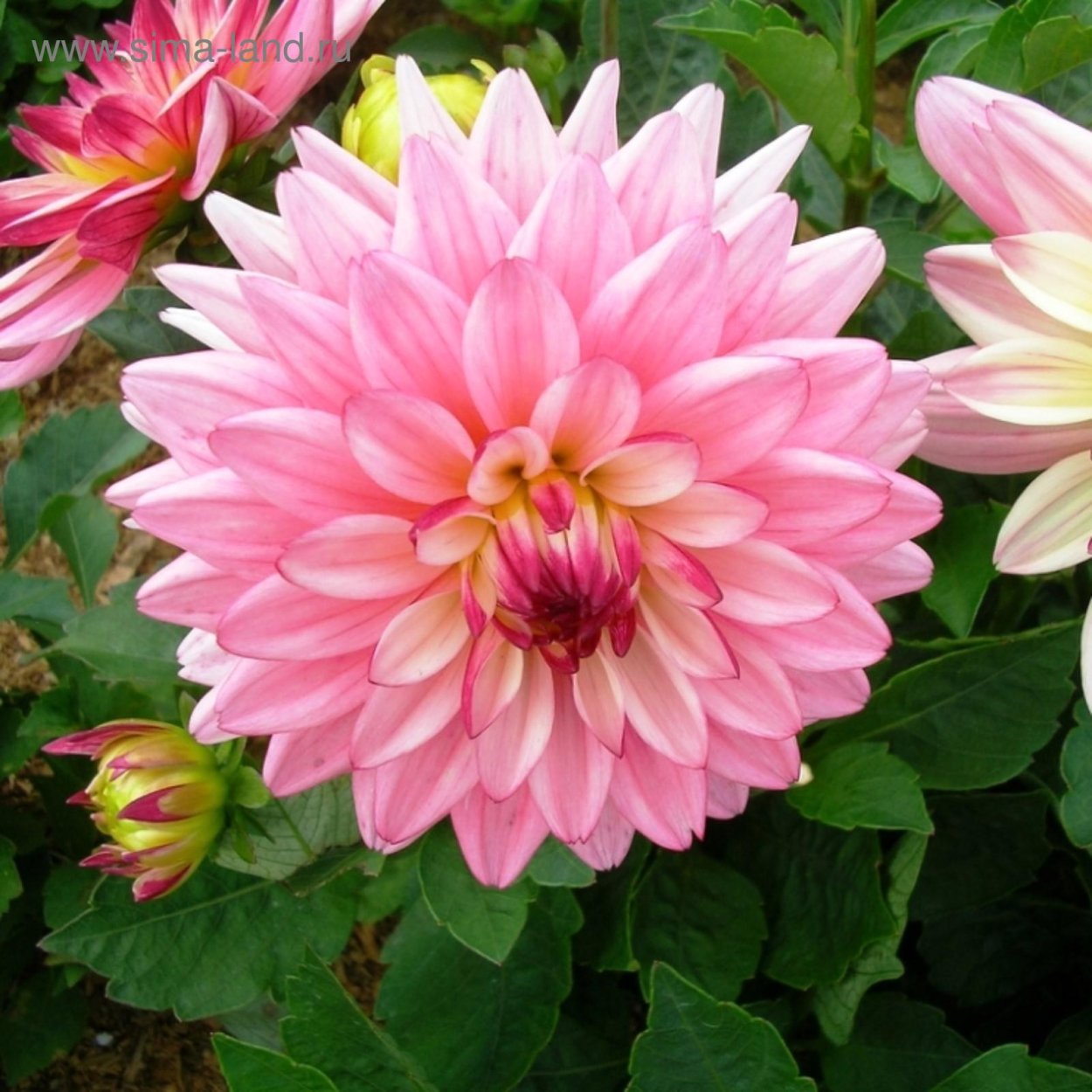 Георгин Мелоди Мамбо