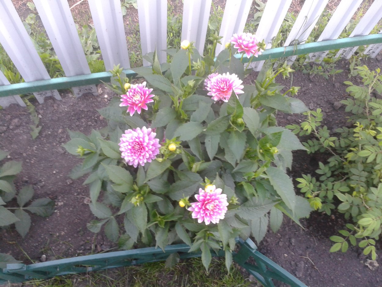 Низкорослые бордюрные георгины многолетние