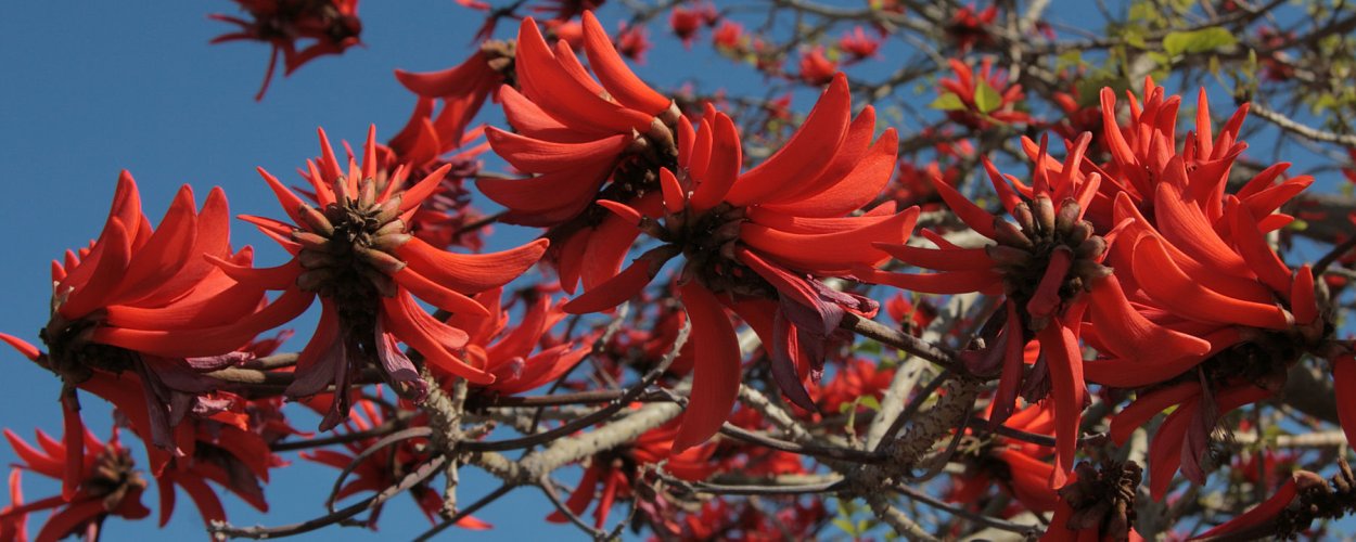 Деревья из красного бисера