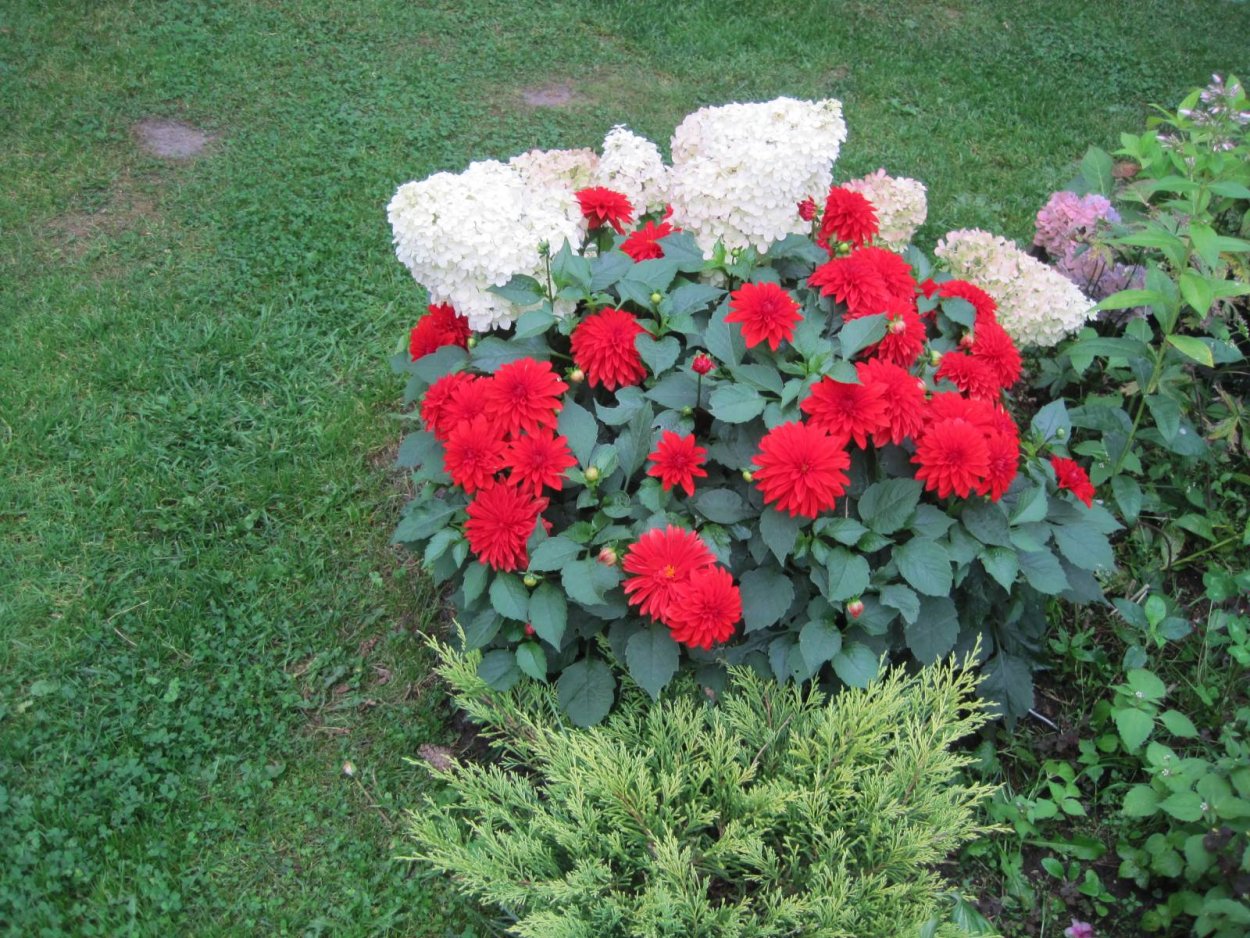 Георгина Блюсетт Dahlia Bluesette,