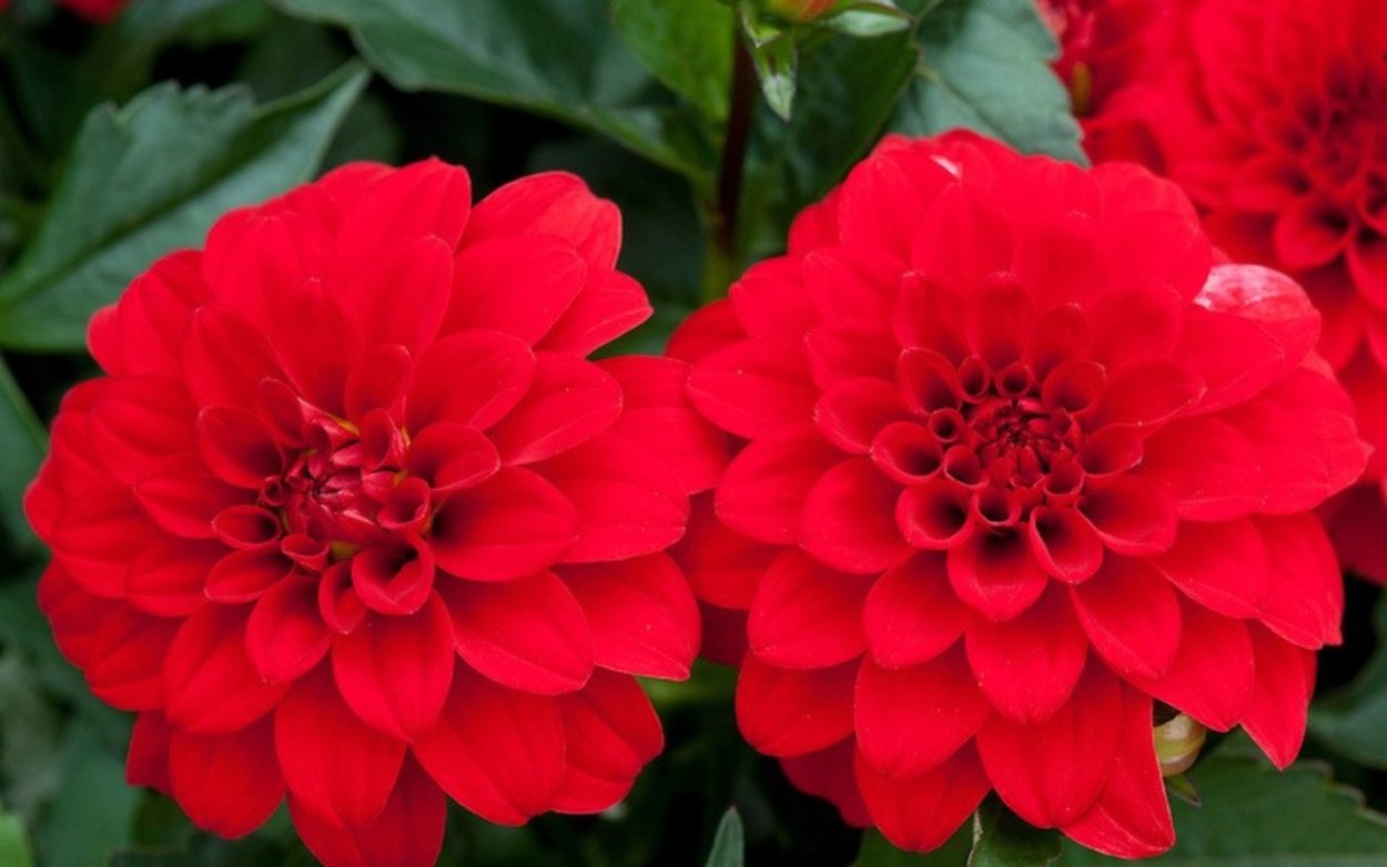 Бордюрные георгины многолетние