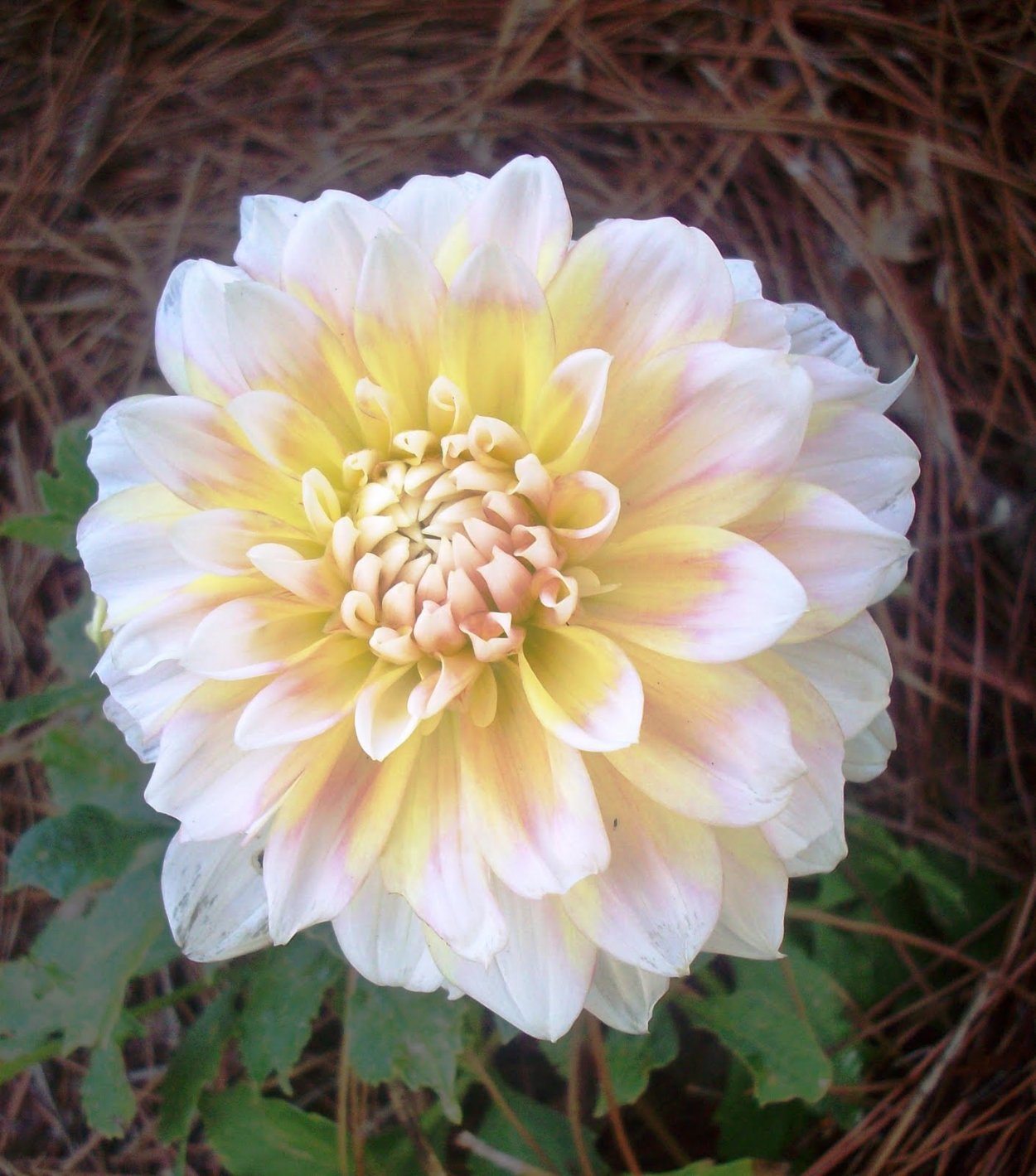 Георгин Мелоди Мамбо