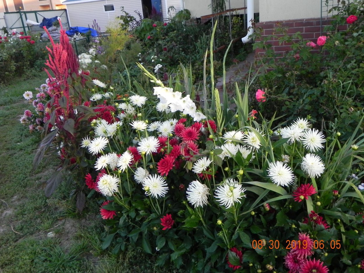 Георгины Мелоди Пинк Аллегро