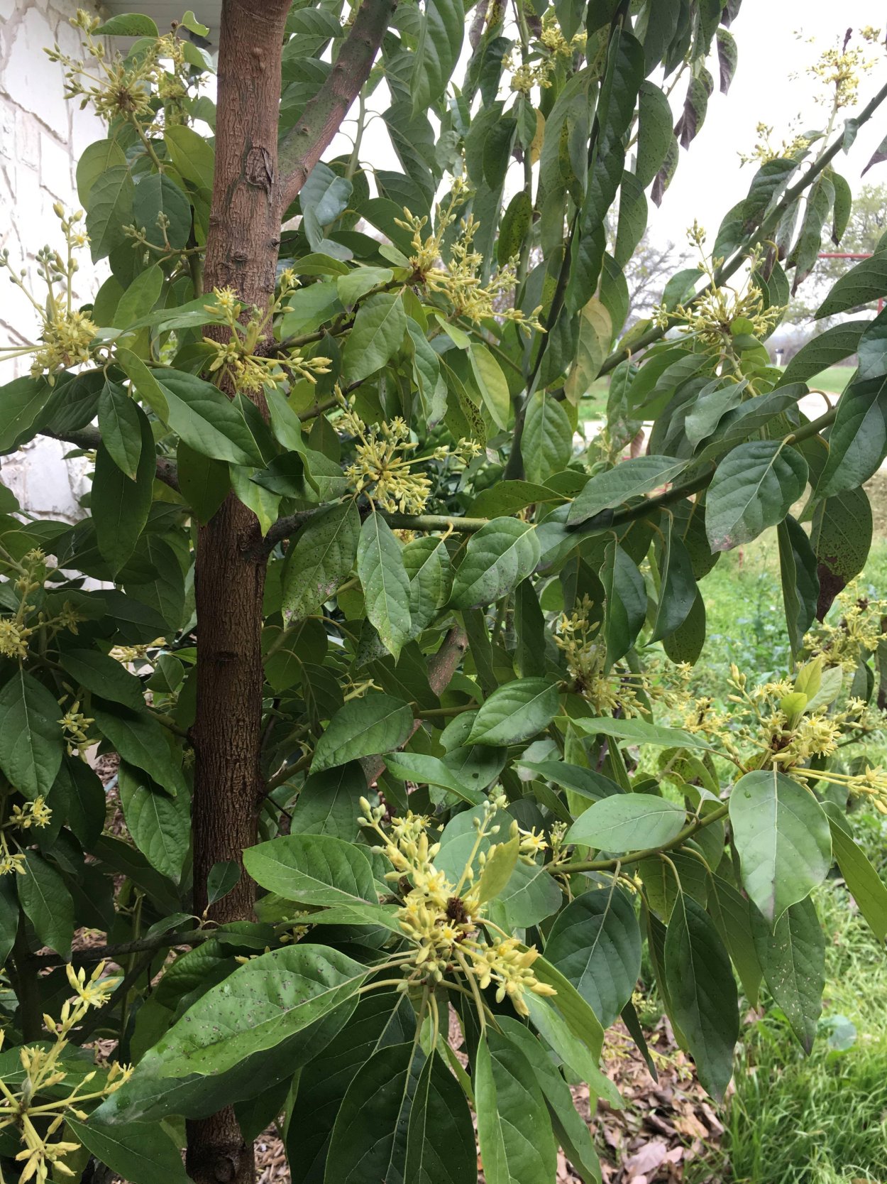 Авокадо дерево цветет