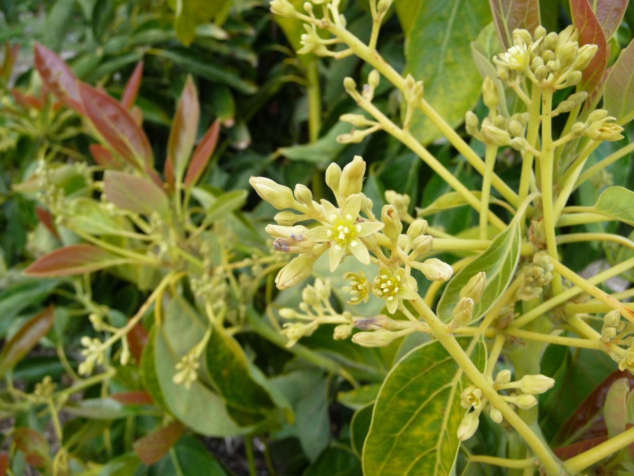 Авокадо дерево цветет