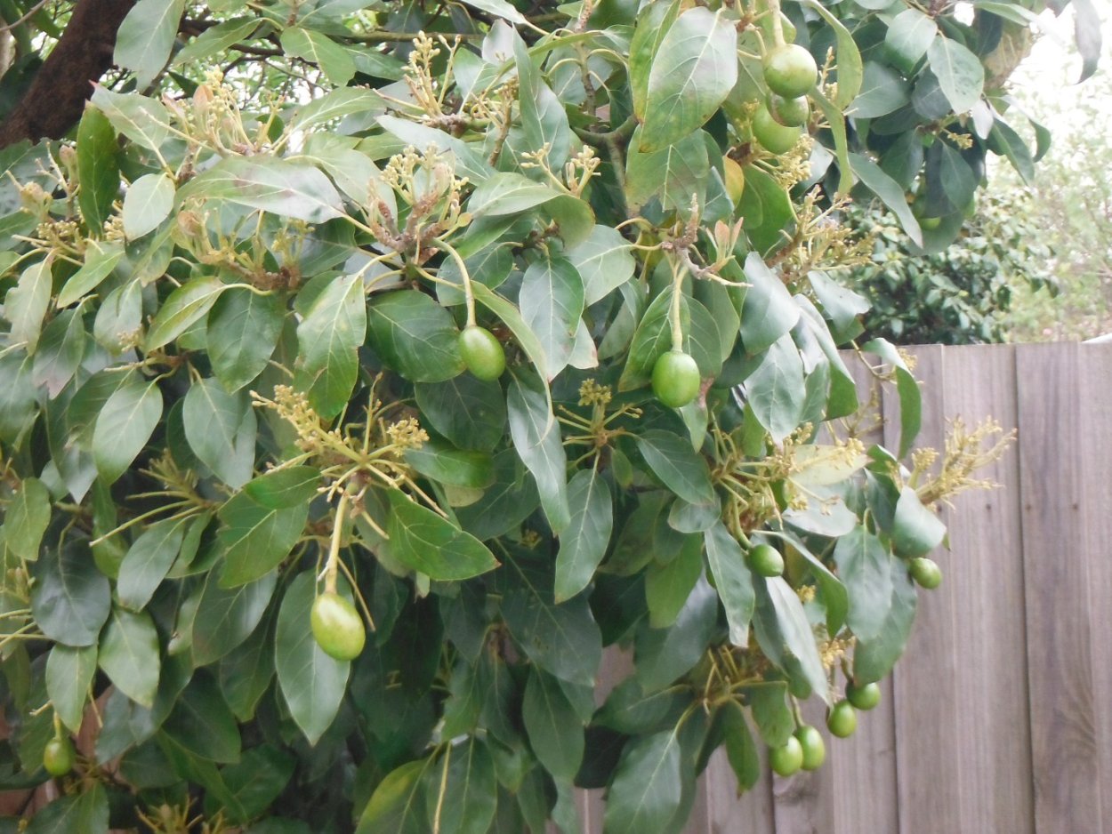 Авокадо дерево