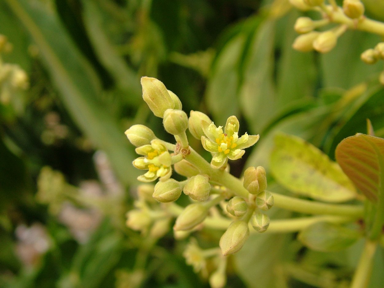 Авокадо цветет