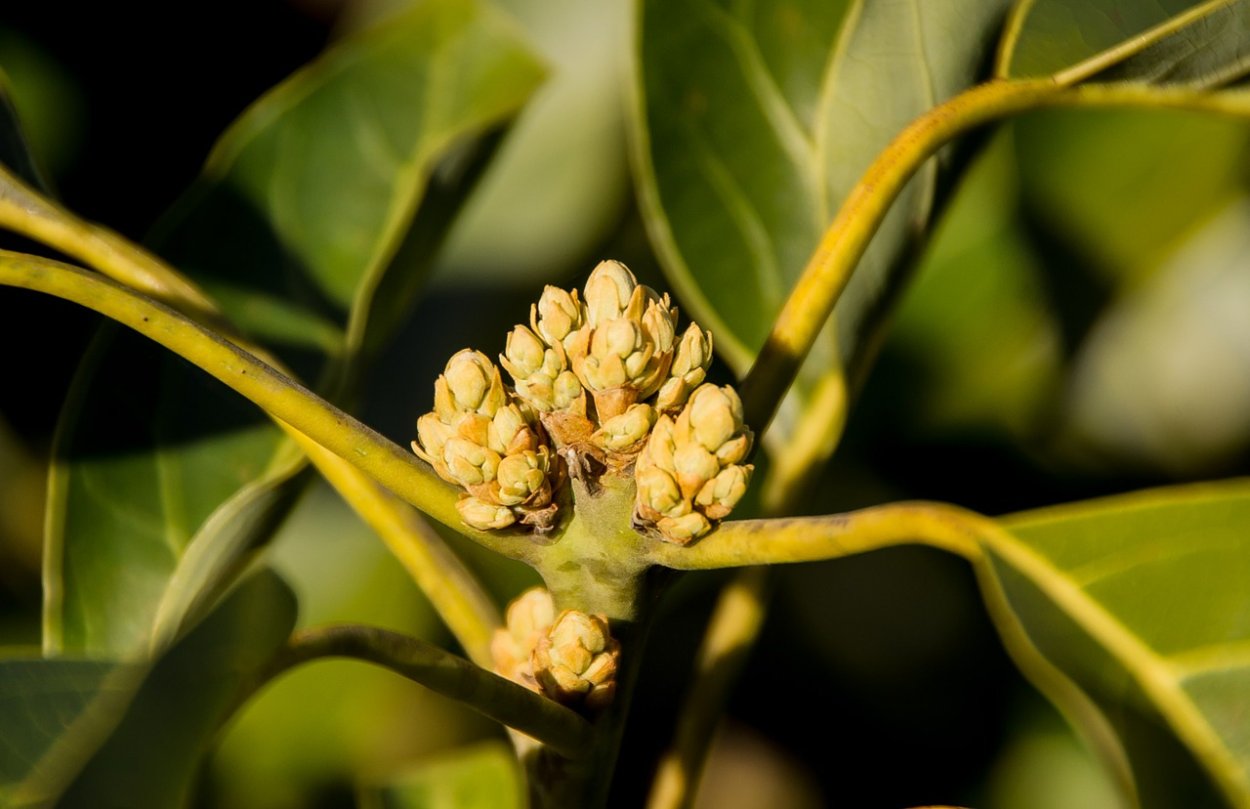 Цветущее дерево авокадо