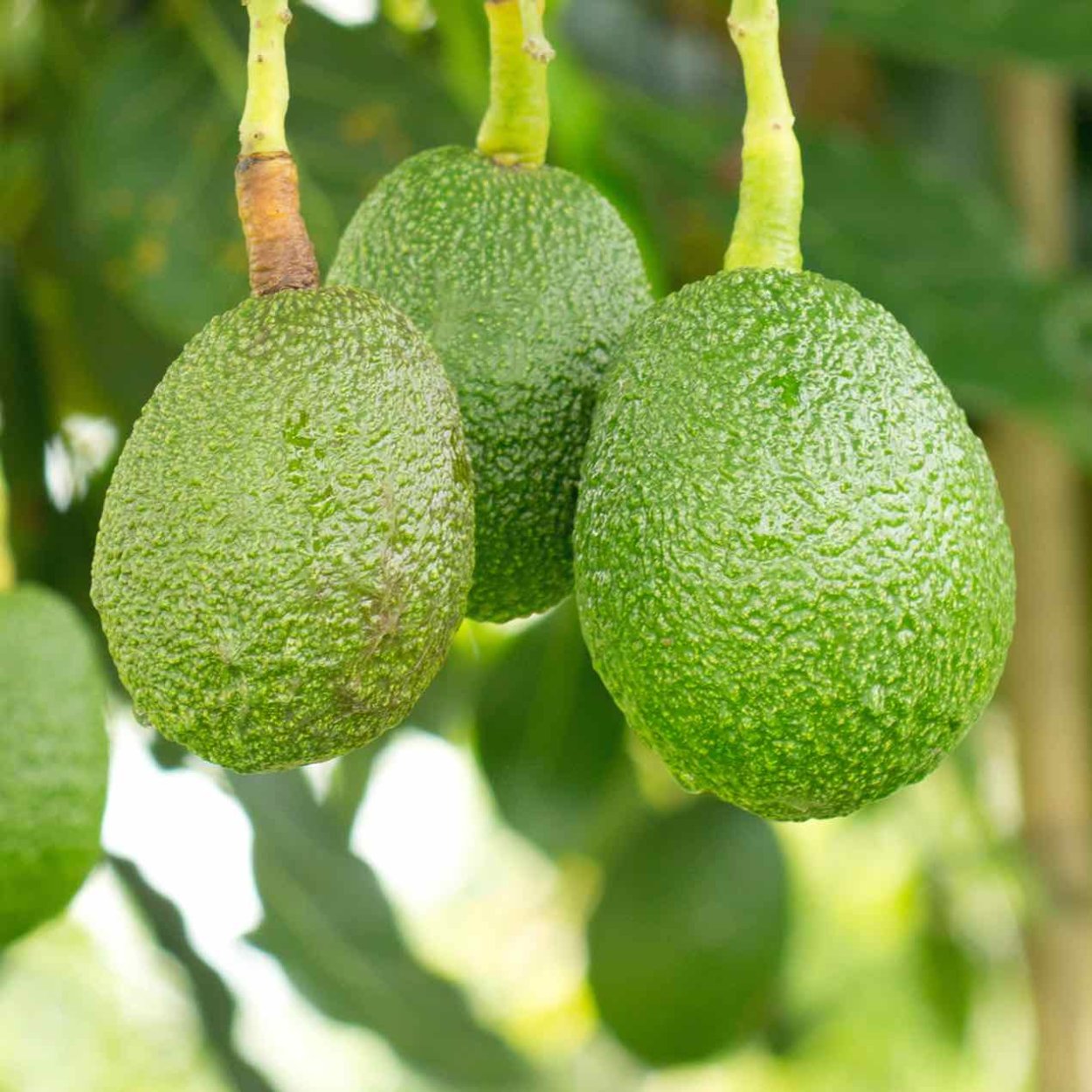 Авокадо красное на дереве