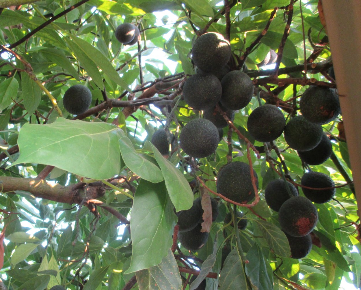 Авокадо цветет