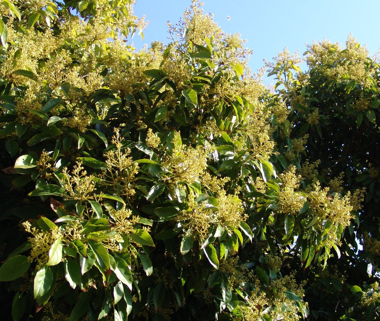 Цветение авокадо