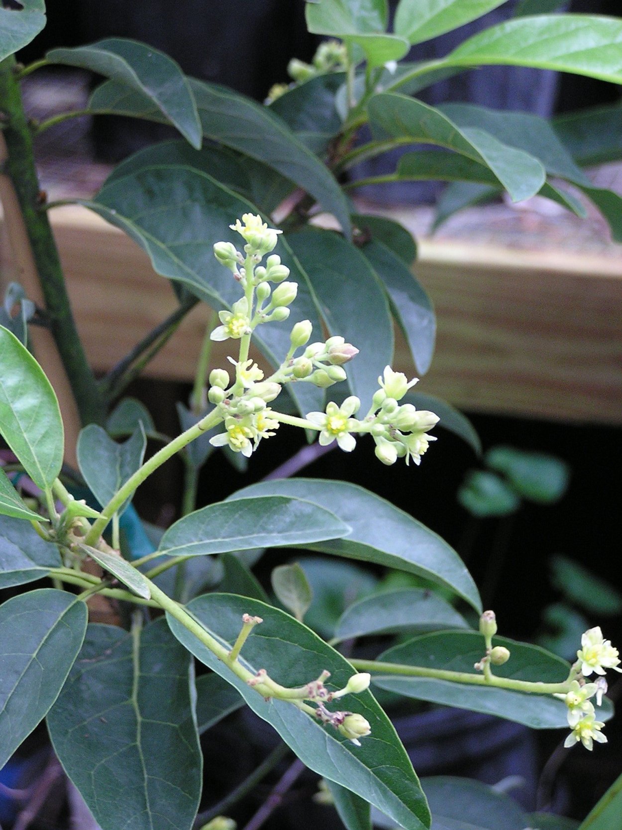 Авокадо дерево плантация