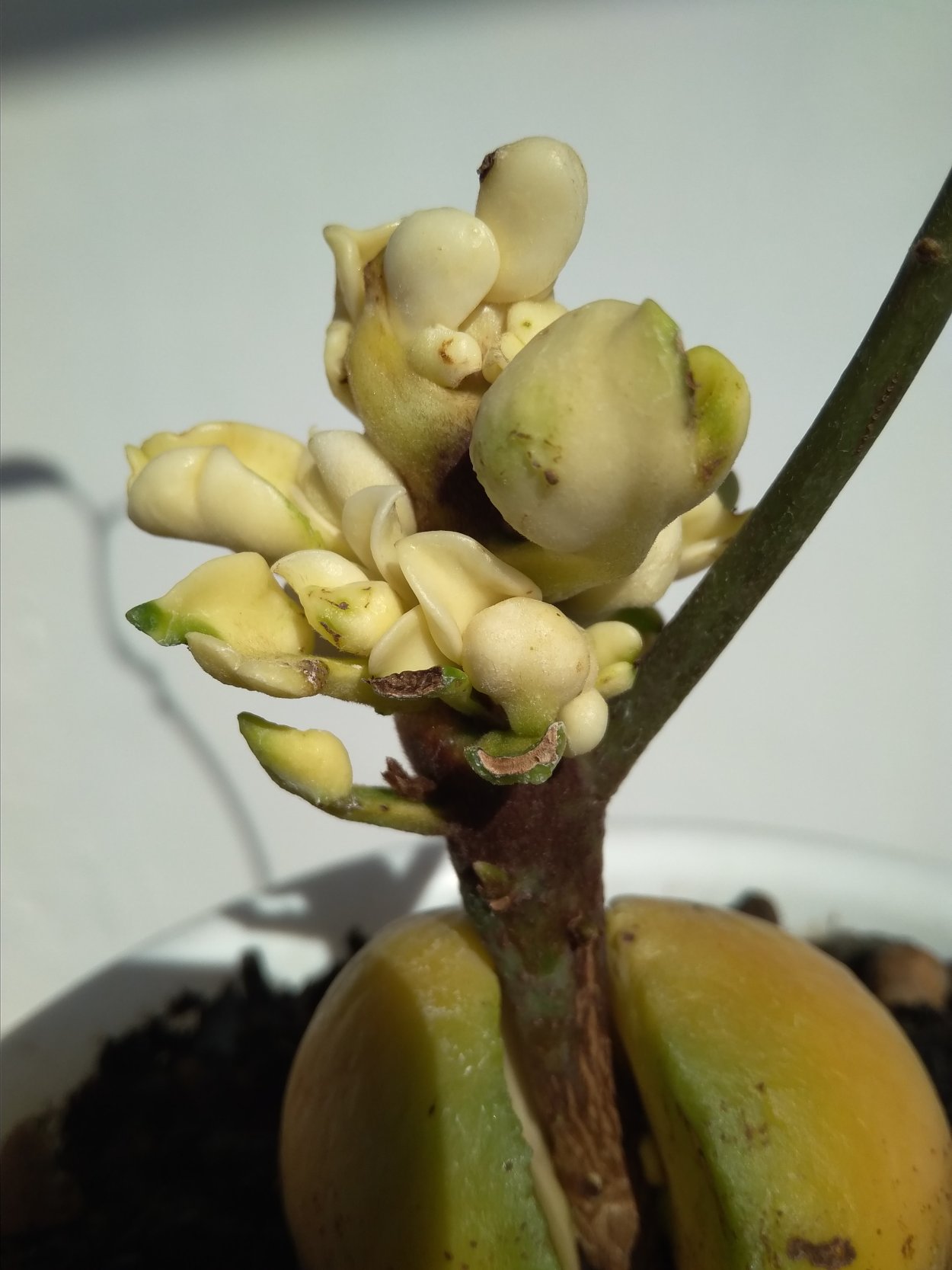 Дерево авокадо в Краснодарском крае