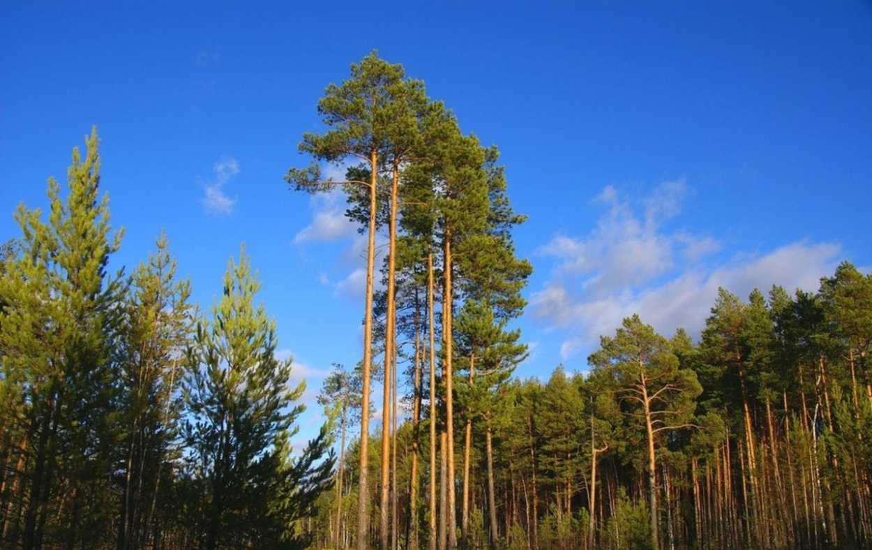 Корабельные сосны