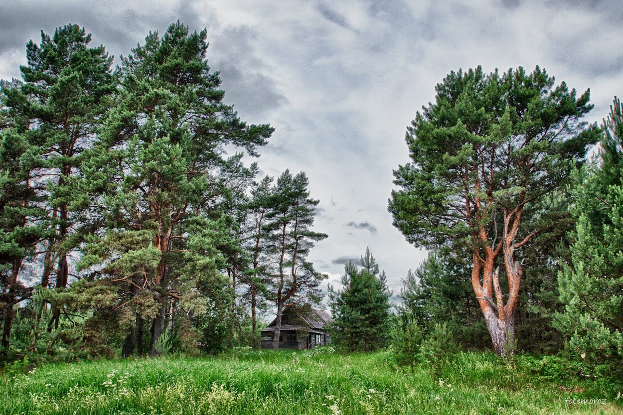 Корабельные сосны