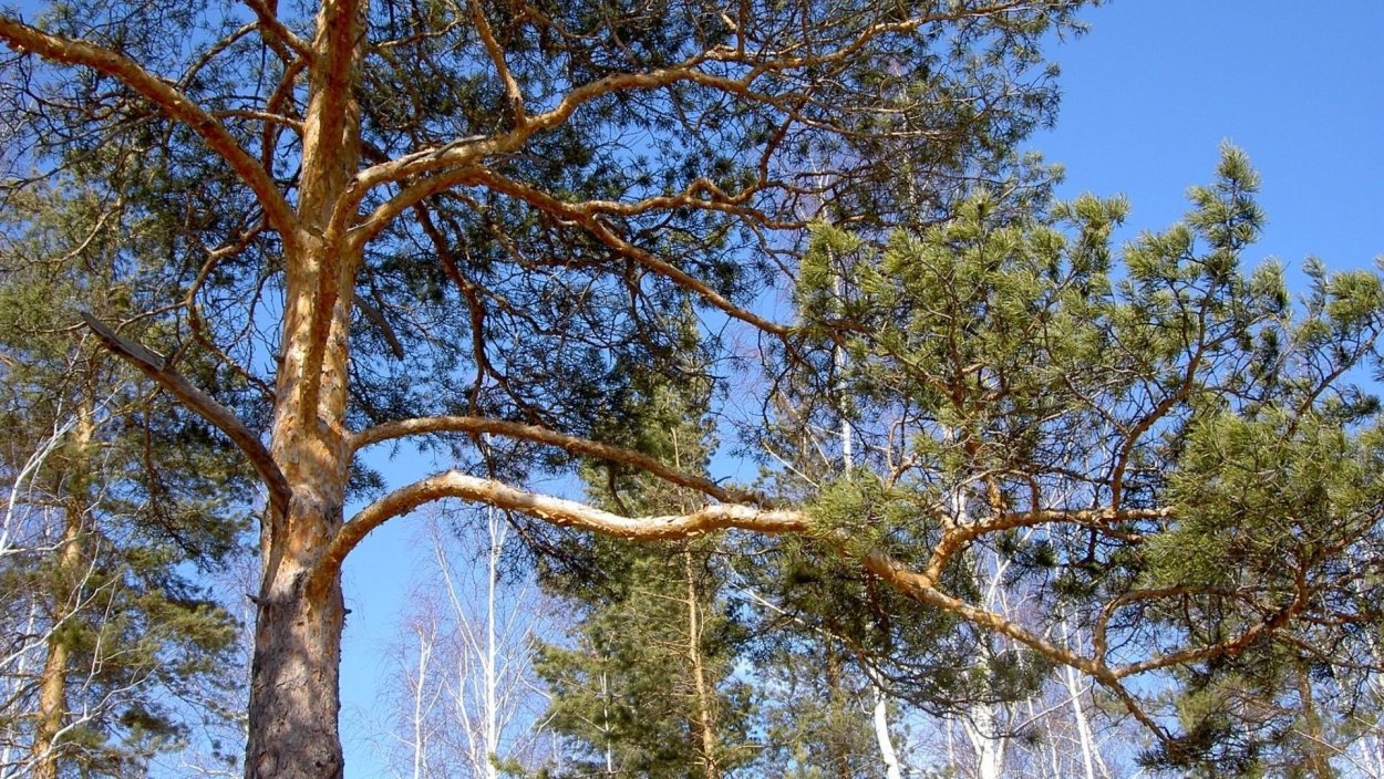 Сибирский кедр