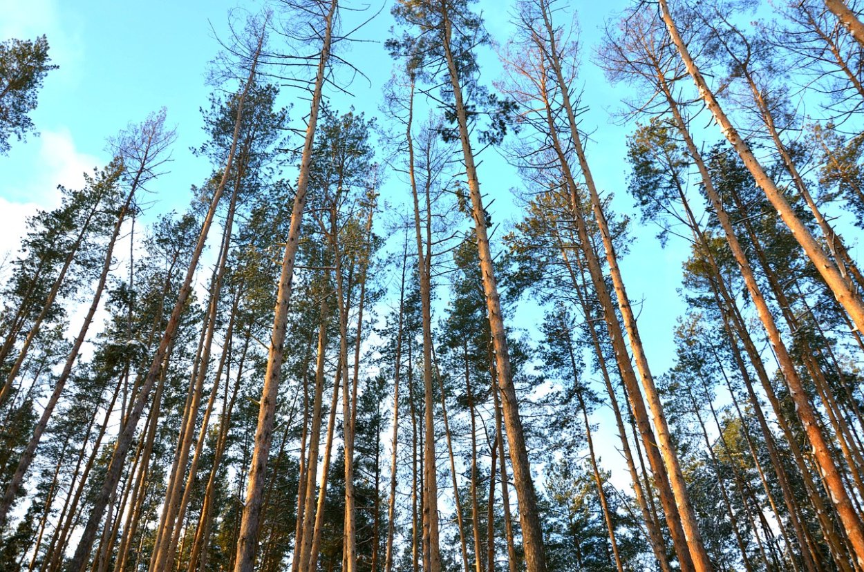 Архангельская Корабельная сосна