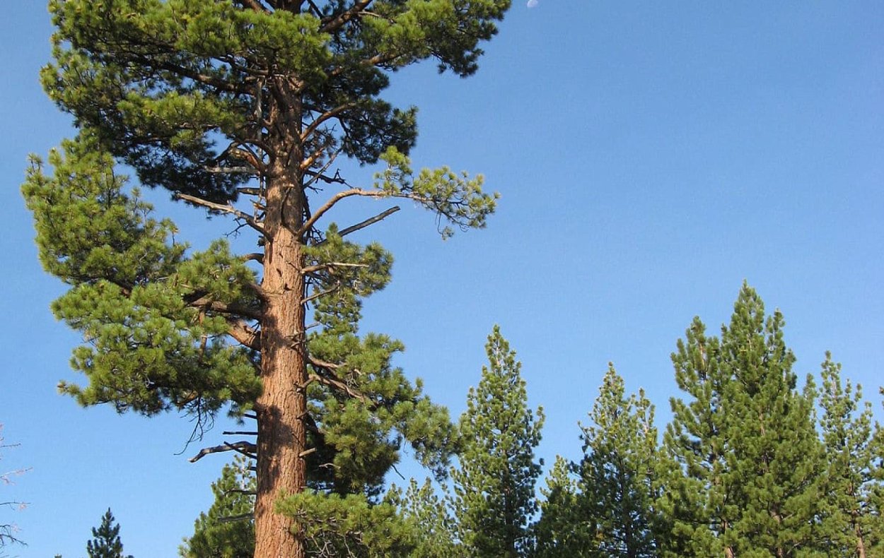 Высота сосны