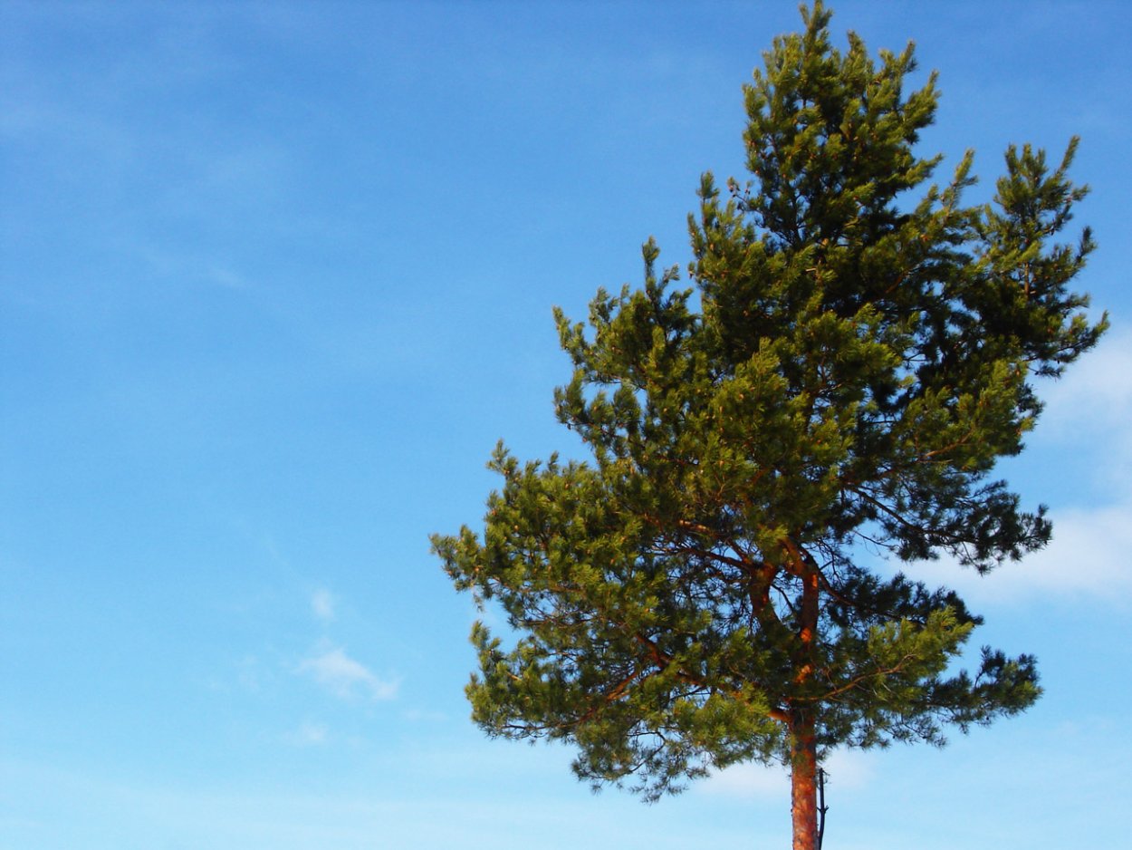 Сосна обыкновенная Jericho