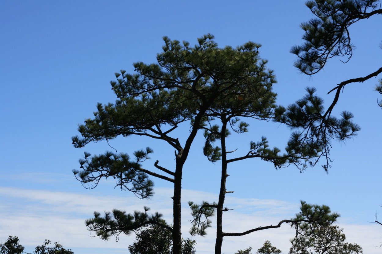 Сосна на фоне неба