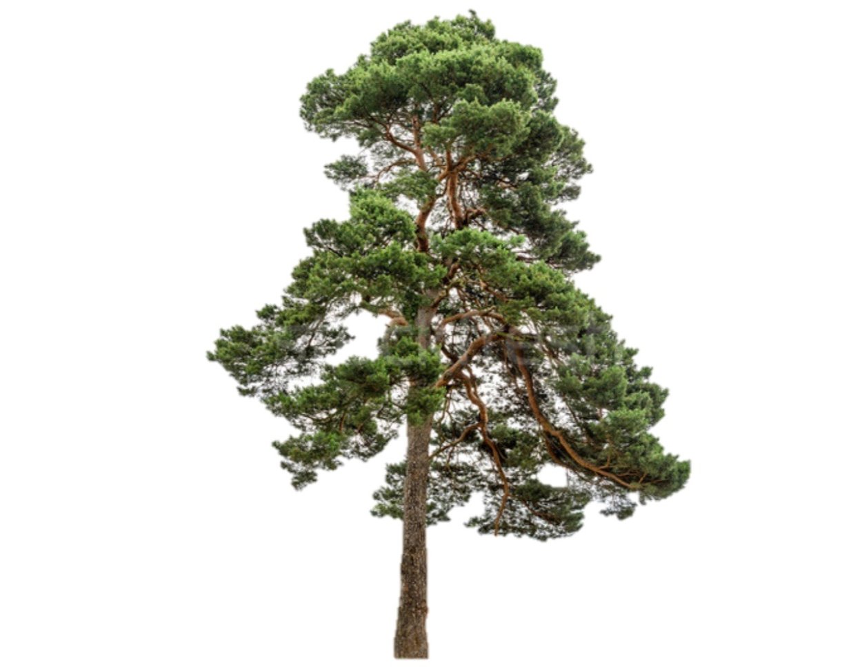 Сосна pinea Горная