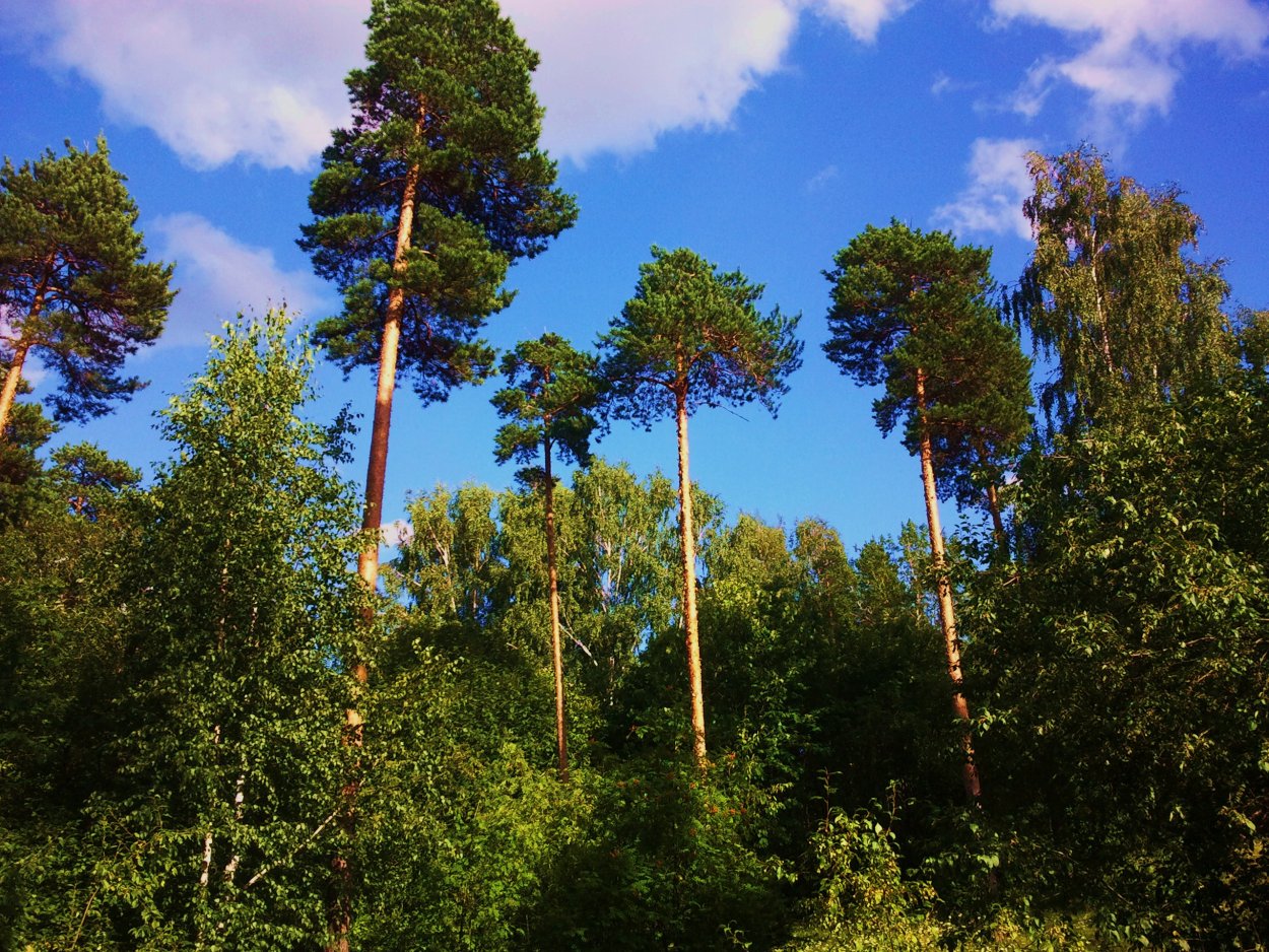Дерево Корабельная сосна