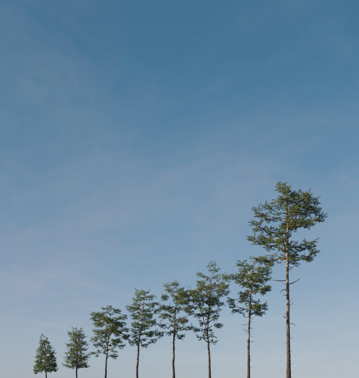 Сосна обыкновенная габитус