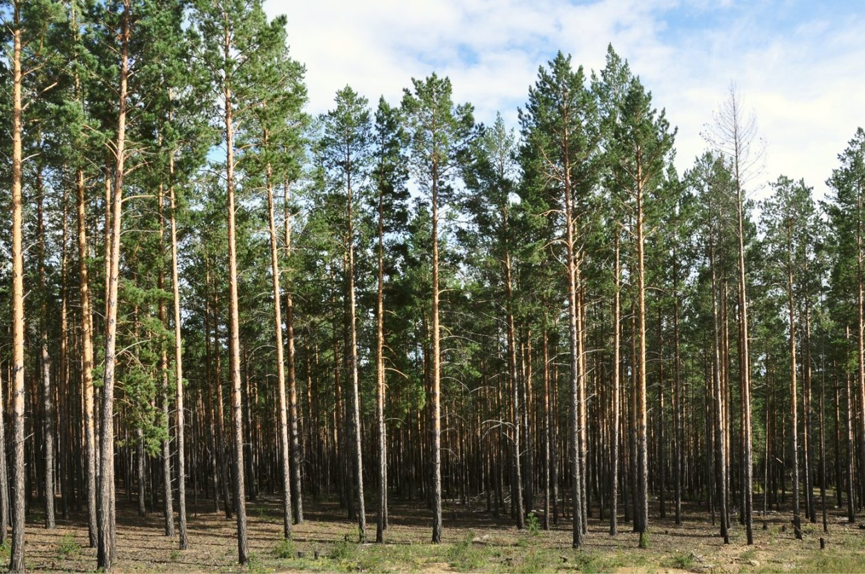 Сосна обыкновенная сосна Лесная