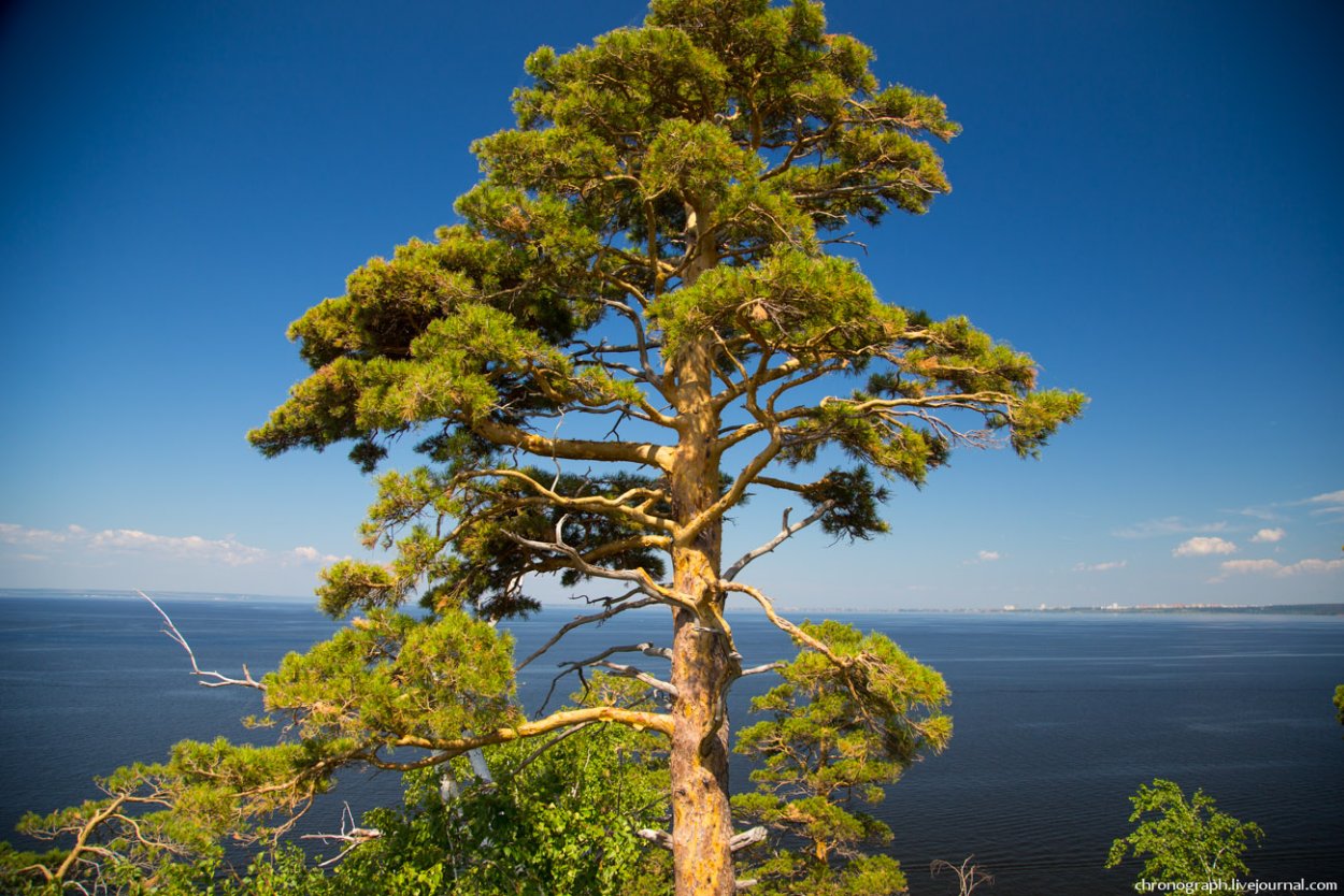 Лесной фонд Тверской области