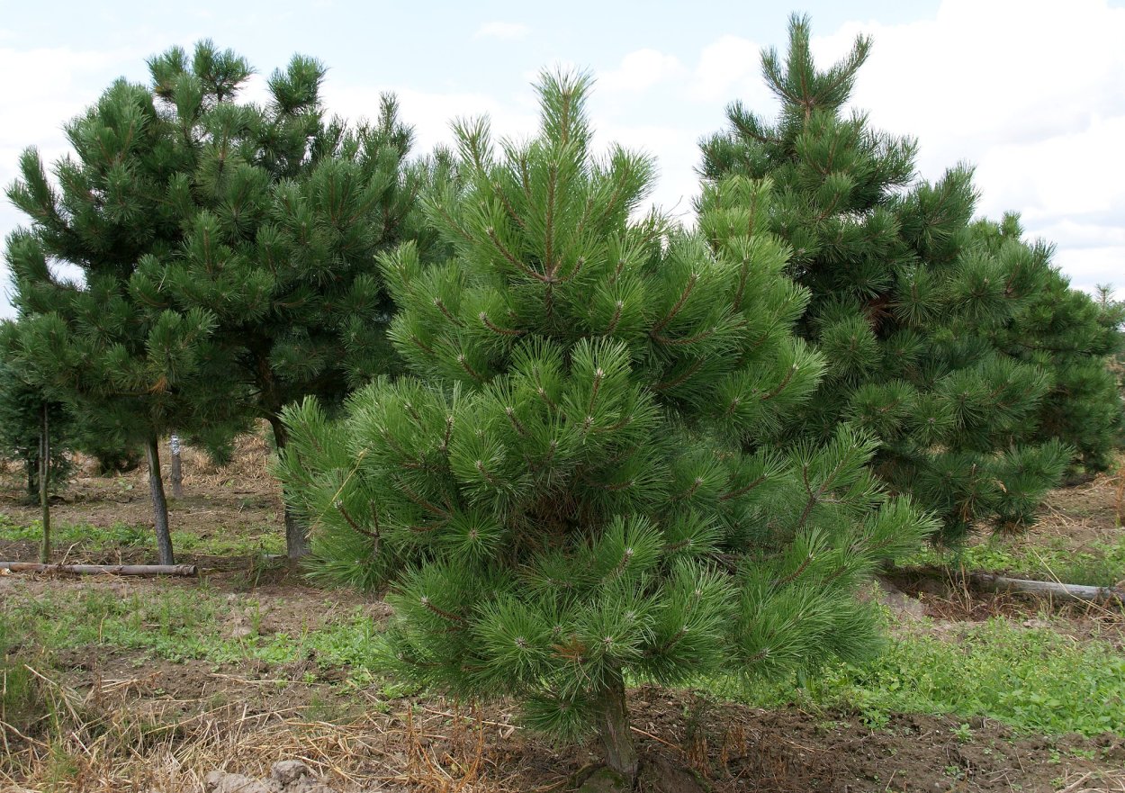 Дерево штата Арканзас - сосна ладанная (Pinus Taeda)