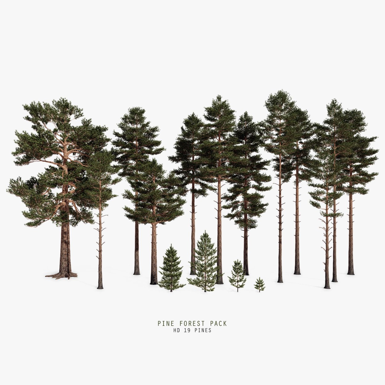 Pinus pinea 3d model