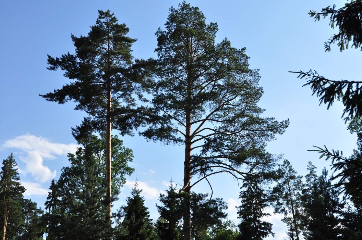 Аномально высокая сосна