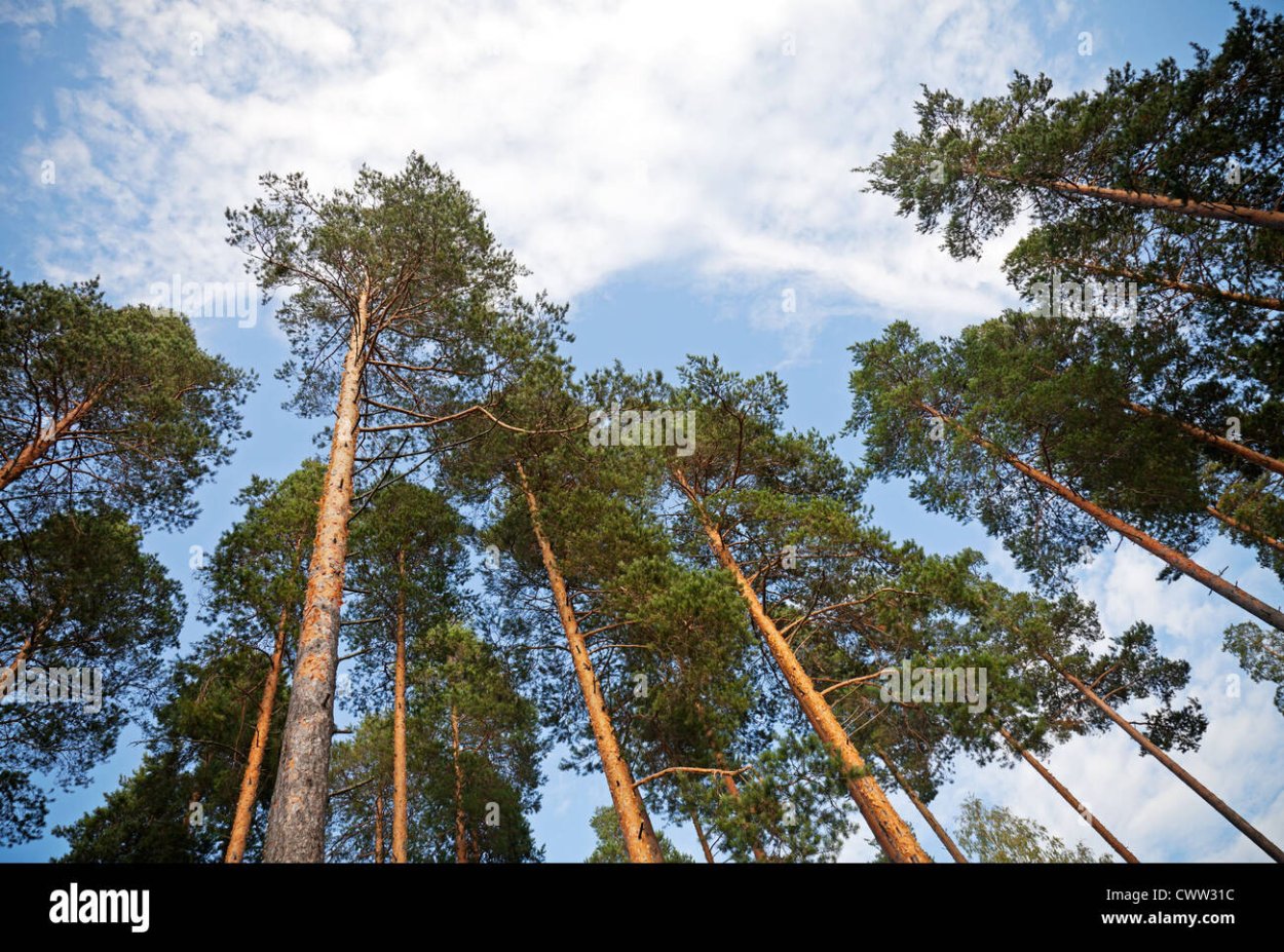 Pinus Sylvestris ветка